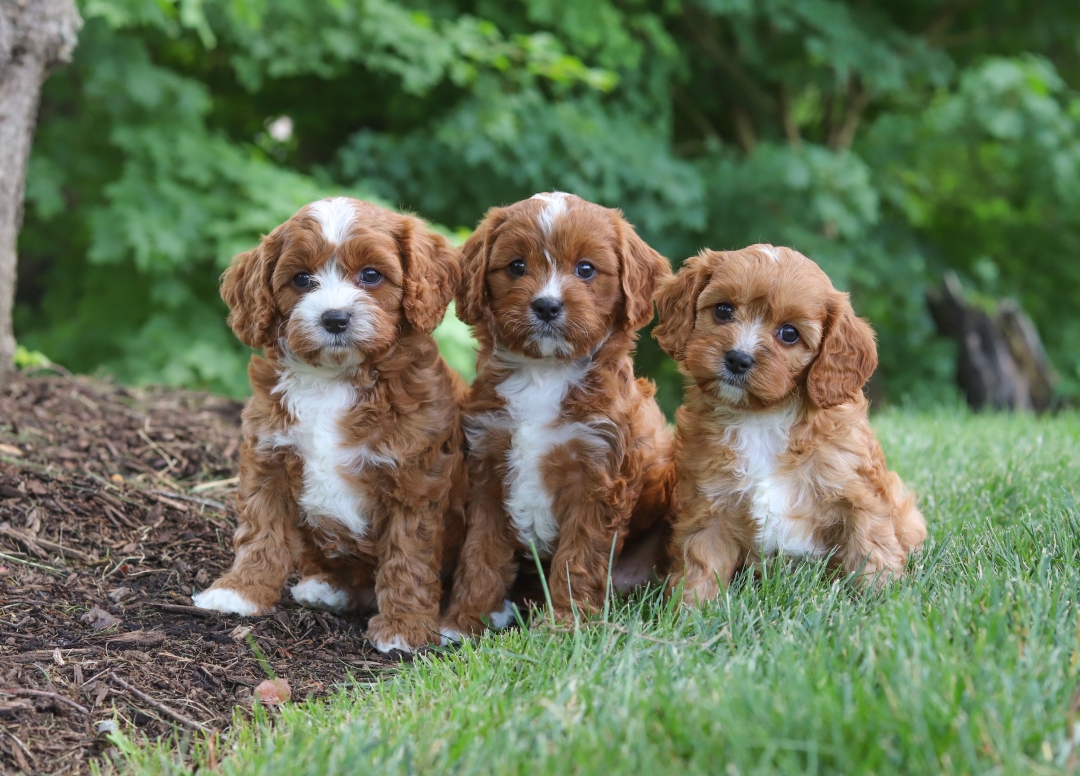 HonestPet Expands Nationwide Availability of Cavapoo Puppies for Sale Through Trusted Breeders
